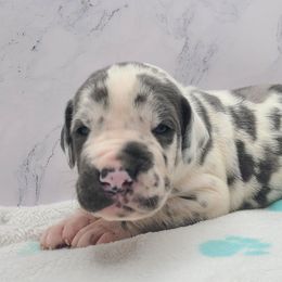 Duke - Harlequin male Great Dane puppy in Kannapolis, North Carolina from Carolina Great Danes & Toy Poodles
