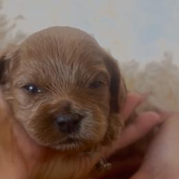 Winnie - Red female Cavapoo puppy in Gilbert, Arizona from Cavapoo Lifestyle