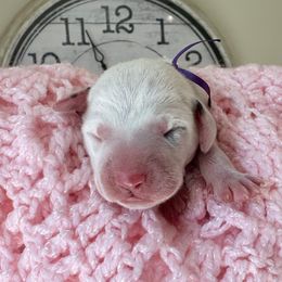 Iris (purple ribbon girl) - White and black female Dalmatian puppy in Hillsville, Virginia from Spot On Dalmatians