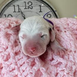 Iris (purple ribbon girl) - White and black female Dalmatian puppy in Hillsville, Virginia from Spot On Dalmatians