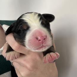 Light Blue - Black rust and white female Bernese Mountain Dog puppy in Saratoga Springs, Utah from Berner Acre Woods