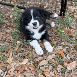 Miniature Australian Shepherd Puppies from Peace Creek Aussies