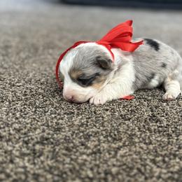 Girl 3 - Black and tan female Corgipoo puppy in Junction, Utah from Sugar Doodles