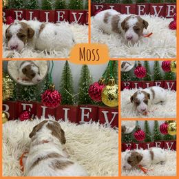 Moss - Parti male Goldendoodle puppy in Wayland, New York from Loris Pampered Pooches💕