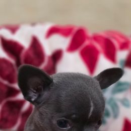 Penelope - Blue female Chihuahua puppy in Amity, Pennsylvania from Rhoda and Verna