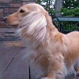 Gracie - Cream female Dachshund puppy in Richmond, Virginia from Irresistible Dachshunds & Cavaliers