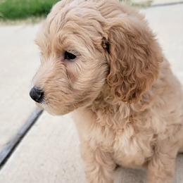 Charlotte - Apricot female Goldendoodle puppy in Fort Worth, Texas from Stacy Warwick