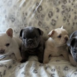 French Bulldogs from Coeur d’Alene Exotic Frenchies