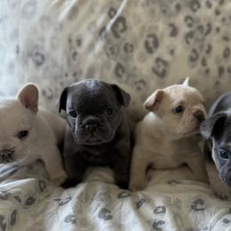 French Bulldogs from Coeur d’Alene Exotic Frenchies