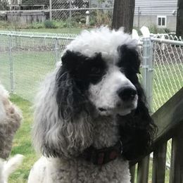 Holly - Poodle