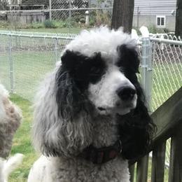 Holly - Poodle