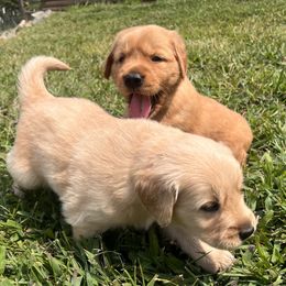 Red Boy - Golden male Golden Retriever puppy in Rockwell, North Carolina from KnL Golden Acres