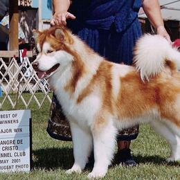 Ranger - Alaskan Malamute
