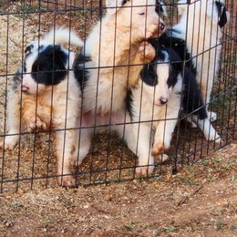 Border Collie Puppies from Lone Wolf Ranch