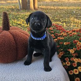 Blue Collar Male - Black male Labrador Retriever puppy in Lubbock, Texas from Bentwood Cove Kennel