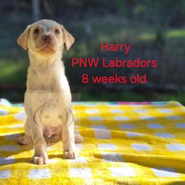 Harry - Yellow male Labrador Retriever puppy in Rogue River, Oregon from PNW Labradors