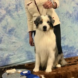 Australian Shepherds and Miniature American Shepherds from Wyndstar