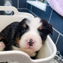 Bernedoodle and Bernese Mountain Dog Puppies from MI Doodles