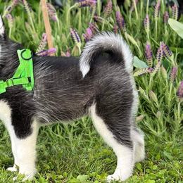 Romeo (champion lines) - Pomsky puppy in Lakeland, Florida from Peace Love and Pomskies