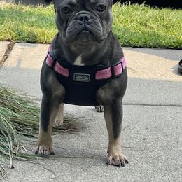 Lila - French Bulldog