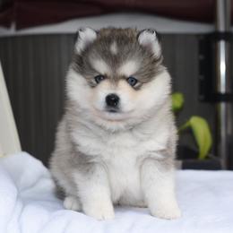 Bandit - Gray and white male Pomsky puppy in Coos Bay, Oregon from Ocean View Pomskies