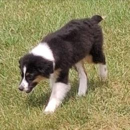 Koda Milo - Black tri-color male Australian Shepherd puppy in Douglas, Georgia from Big Mama’s Beauties