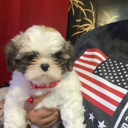 Shih Tzu Puppies from Pup Paw-lace