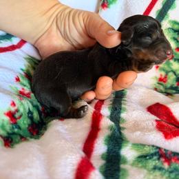 Male from Molly - Black and tan male Dachshund puppy in Chittenango, New York from Diamond Dachshunds