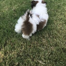 Shih Tzu Puppies from Willow Lane Shih Tzus