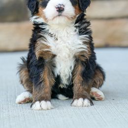 Bernedoodle Puppies from Down Home Doodle