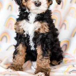 Bearded Retriever, Bernedoodle, and Poodle Puppies from Doodle Belle Puppy