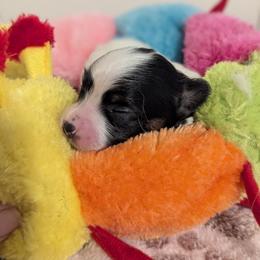 Ravyn's Girl 3 - White black and tan female Papillon puppy in Joshua, Texas from Summertime Kennels