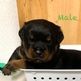 Green collar - Black and mahogany male Rottweiler puppy in Cleveland, Tennessee from Thomas Rotts
