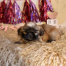Bigger solid girl - Gold female Shih Tzu puppy in Hibbing, Minnesota from Iron Range Shih Tzu and Puppies