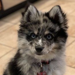 Pomskies from Red River Pomskies