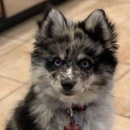 Pomskies from Red River Pomskies