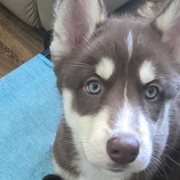 Daisy - Red and white Siberian Husky puppy in Bradenton, Florida from Island Huskies of Bradenton