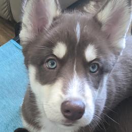Daisy - Red and white Siberian Husky puppy in Bradenton, Florida from Island Huskies of Bradenton