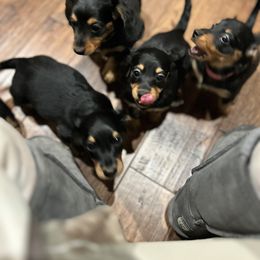 Dachshund Puppies from Pigeon Hill Dachshunds