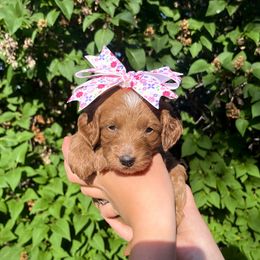 Goldendoodle Puppies from Idaho Sugar Doodle Pups