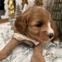 Bennett Pierson - male Cavapoochon puppy in Lucas, Ohio from Apricot Lane Puppy