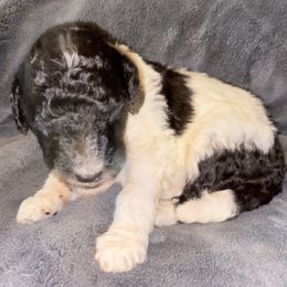 Oliver - Parti male Poodle puppy in Meadowbrook, California from Standard Poodle Pups