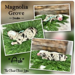 Ash - Mint Collar - female Australian Mountain Doodle puppy in Oxford, Alabama from Magnolia Grove Doodles