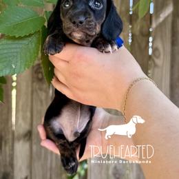 Ross - Black and tan male Dachshund puppy in Royse City, Texas from Truehearted Miniature Dachshunds