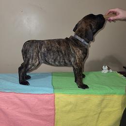 PY - Red brindle female Bullmastiff puppy in Wakarusa, Indiana from Watchman Kennels