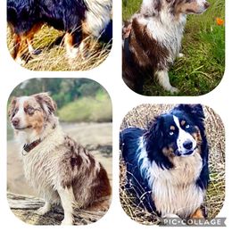Miniature American Shepherd puppies from HeartSong Australian Shepherds