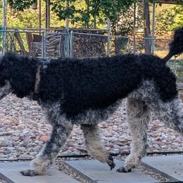 Doberman Pinschers, Miniature Bull Terriers, and Poodles from Wee Adventure Tails
