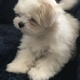 Maltese Puppies from May-Fam Maltese