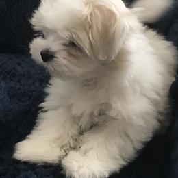Maltese Puppies from May-Fam Maltese