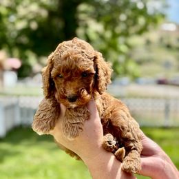 Archie - male Double Doodle puppy in Columbus, Montana from Comfort Doodle